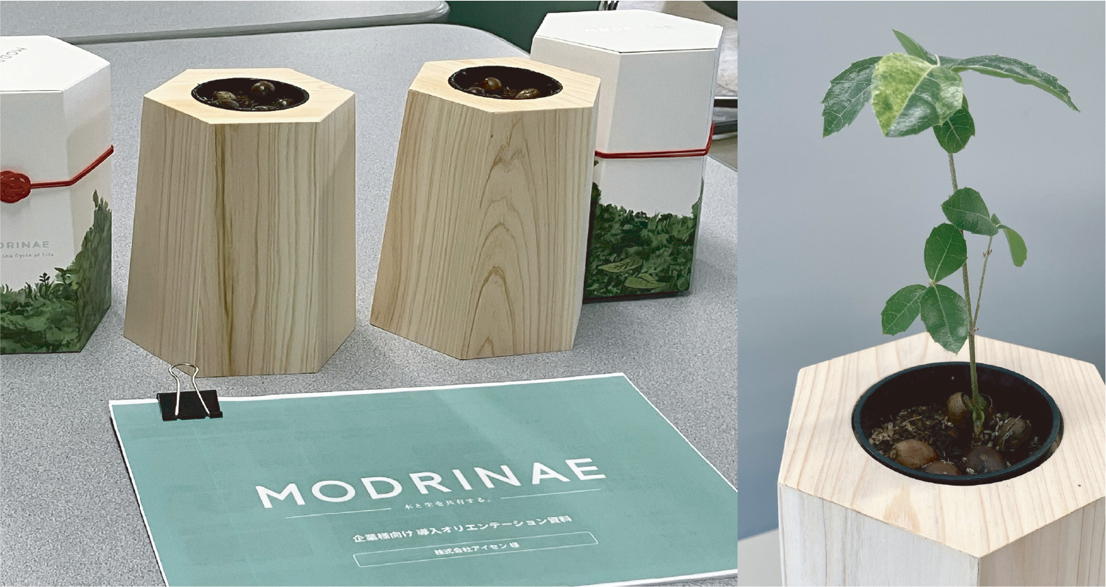 間伐材の割り箸1